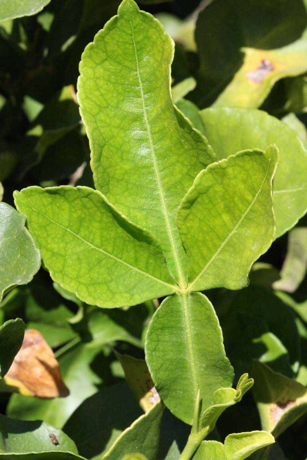            Trifoliolate leaf of  Citropsis gilletiana            (Riverside,   CA)   